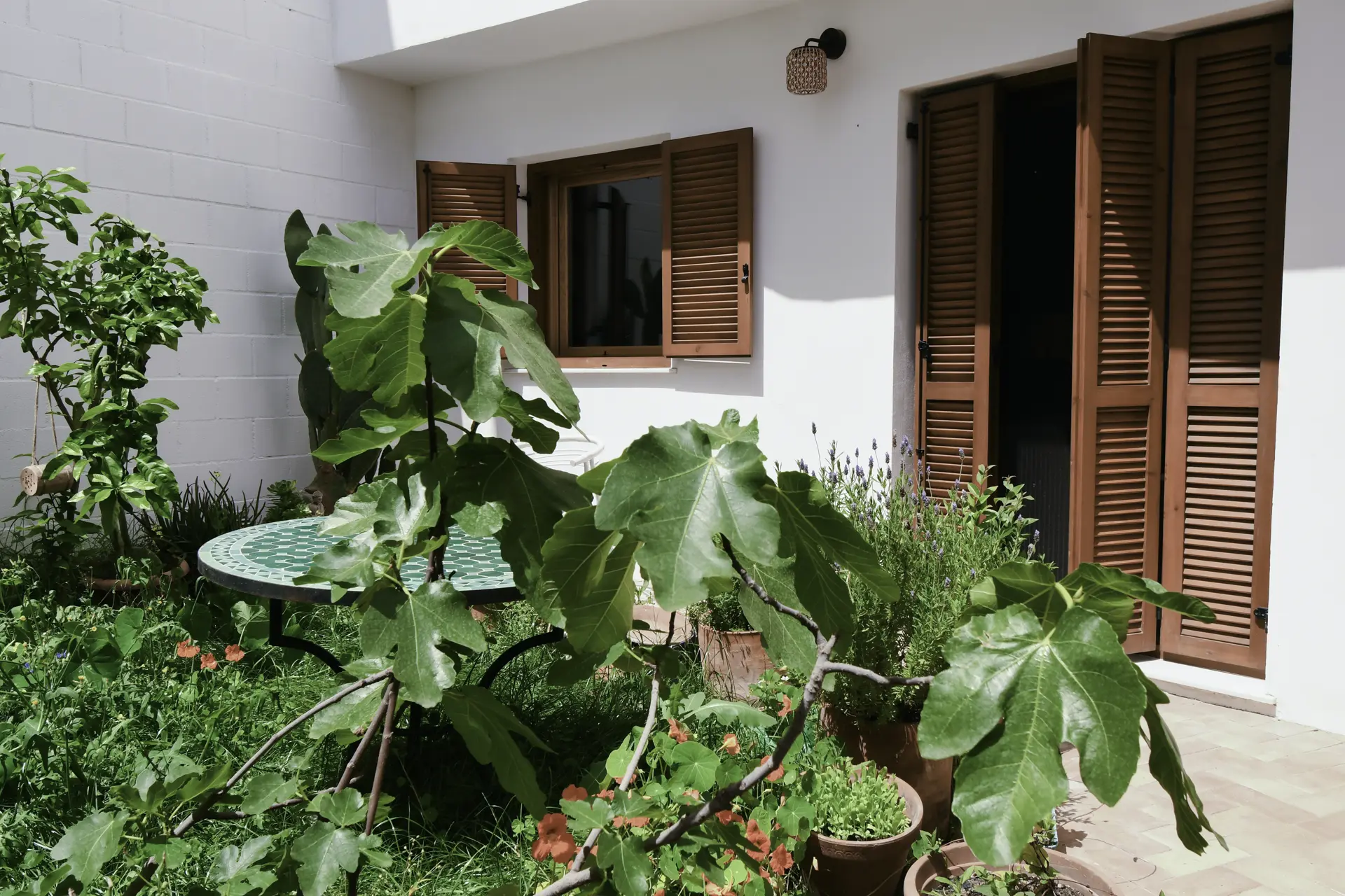 Patio con higuera y plantas de la casa cueva de la Bola de Oro (Granada)